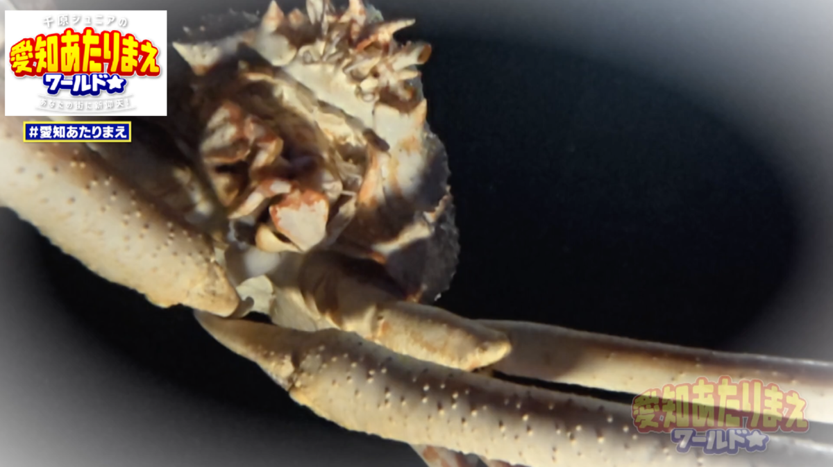 パクパクと静かに食べていくタカアシガニのうま顔