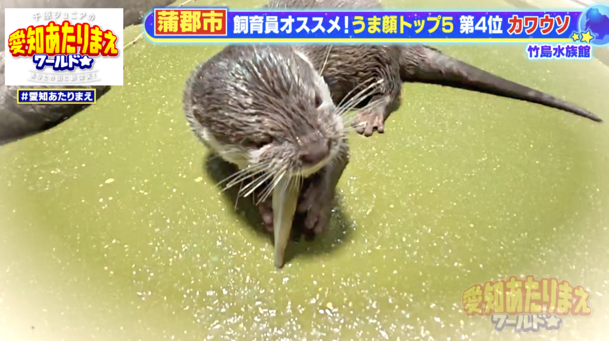 愛くるしい姿でご飯を食べるコツメカワウソ