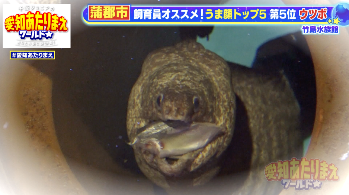 魚の切り身を一気に丸のみするウツボのうま顔
