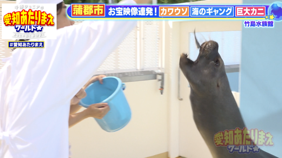 かわいらしい仕草でご飯をねだってくるオタリア・ラブちゃん