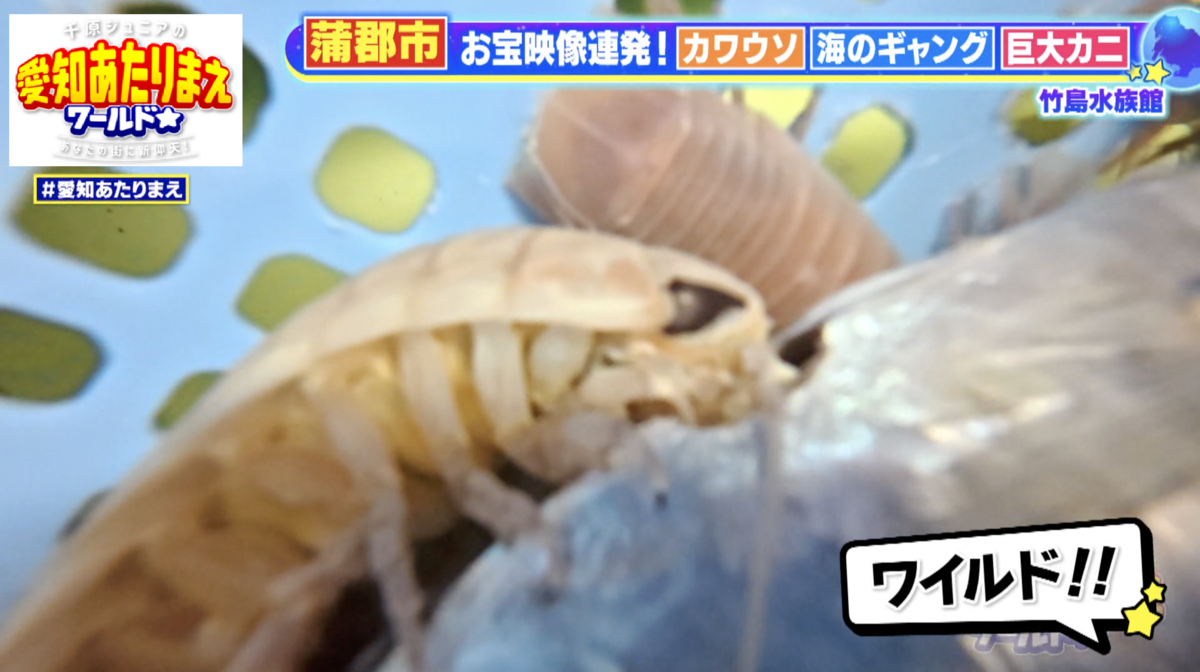 小さな動きで魚へワイルドにかじりつくオオグソクムシ