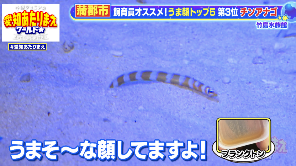 プランクトンを食べるチンアナゴ