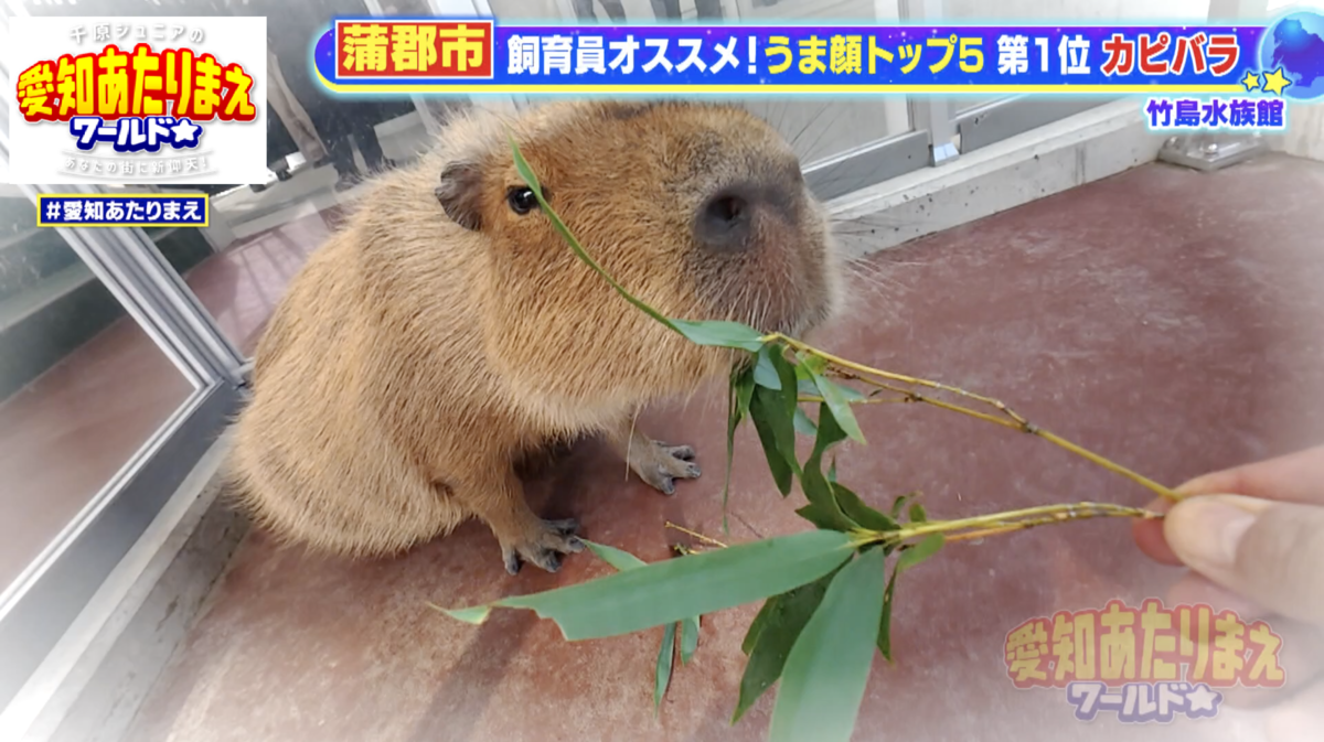 カピバラ