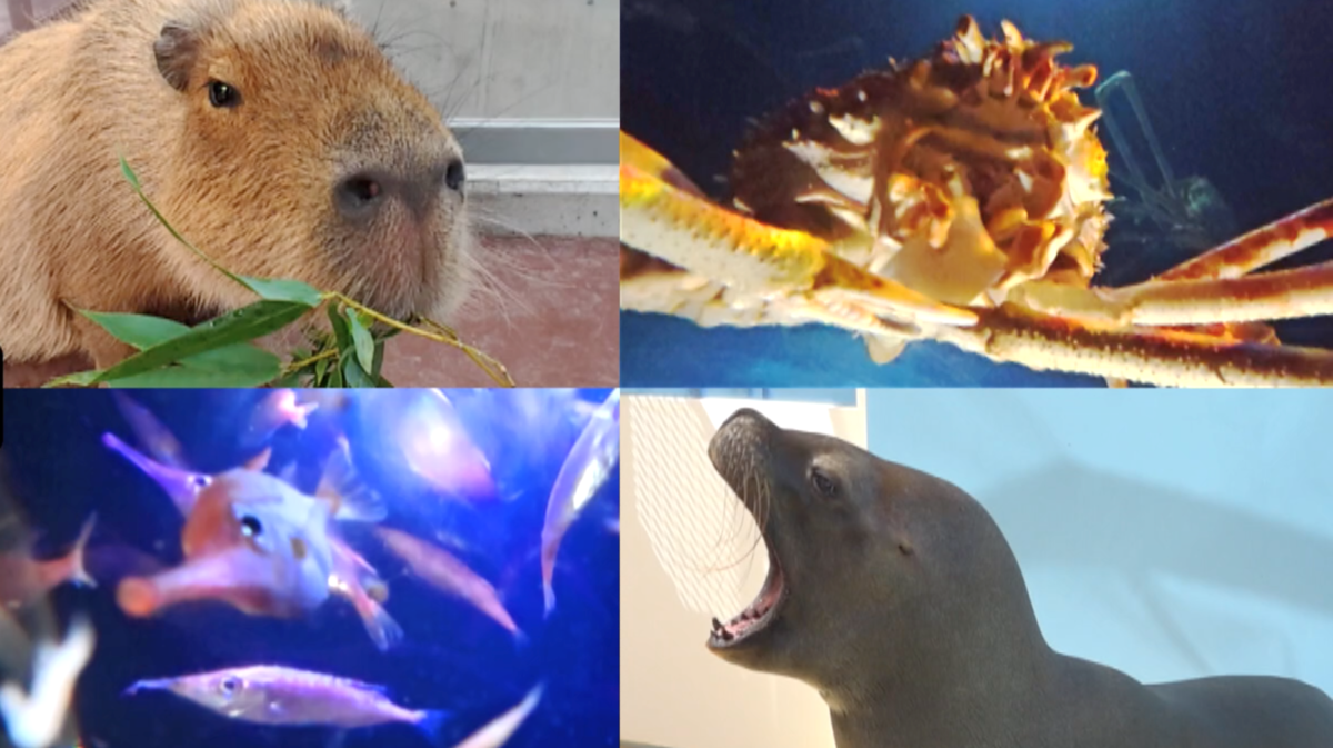 生き物たちの「うま顔」の虜になると話題の竹島水族館