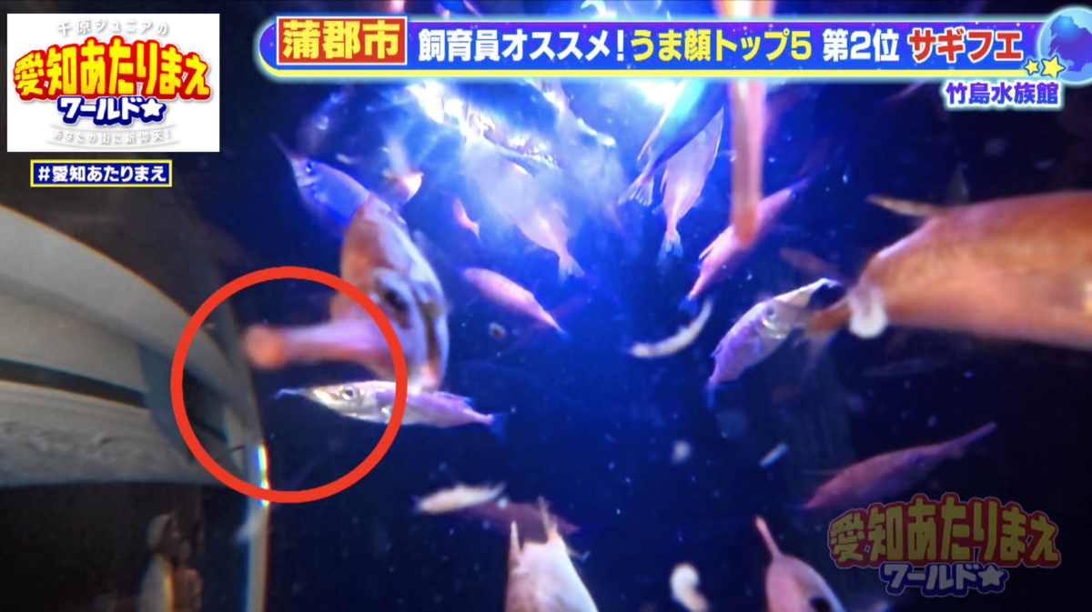 パチパチという音とともにご飯を食べるサギフエ