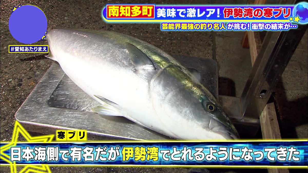 伊勢湾でも「寒ブリ」