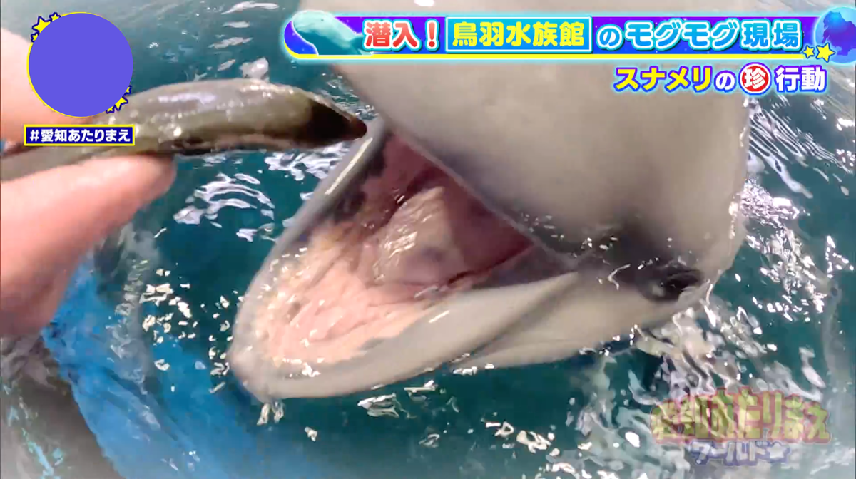 水族館の人気者の、とっておきの“うま顔”を公開