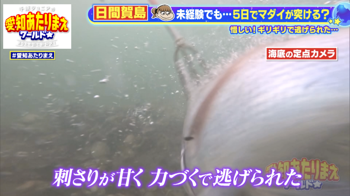 マダイに逃げられた様子