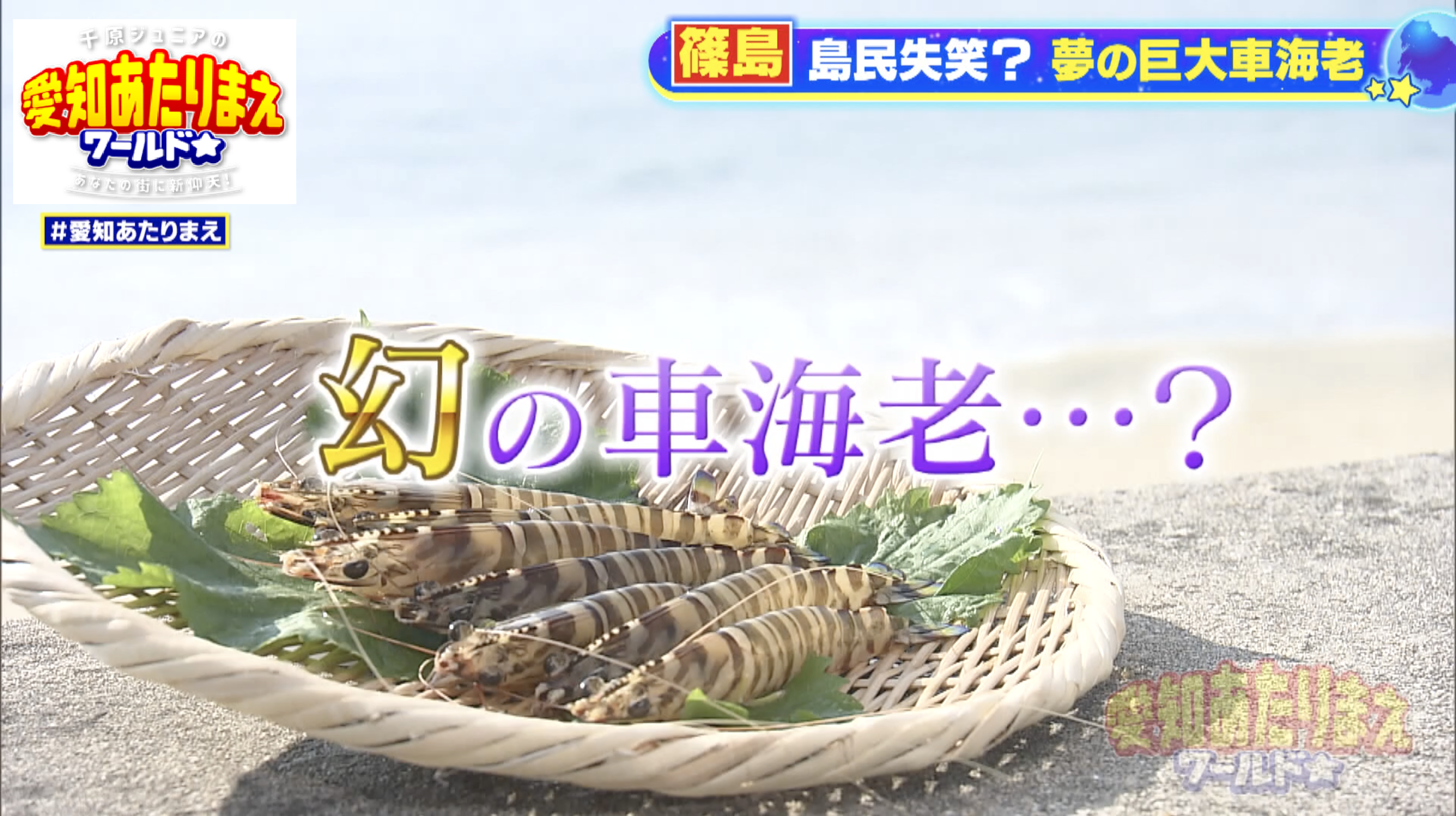 車海老を超える、篠島の大車海老とは？