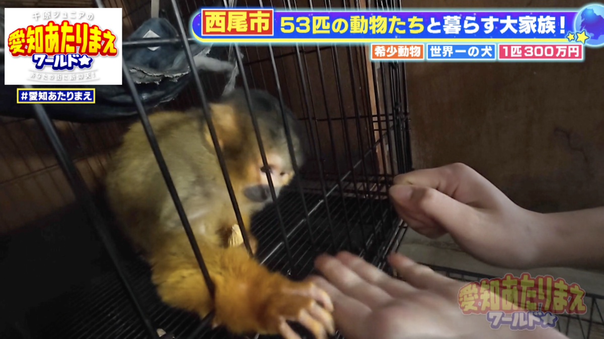 どっちだ？に反応する、ボリビアリスザルのちゅんくん