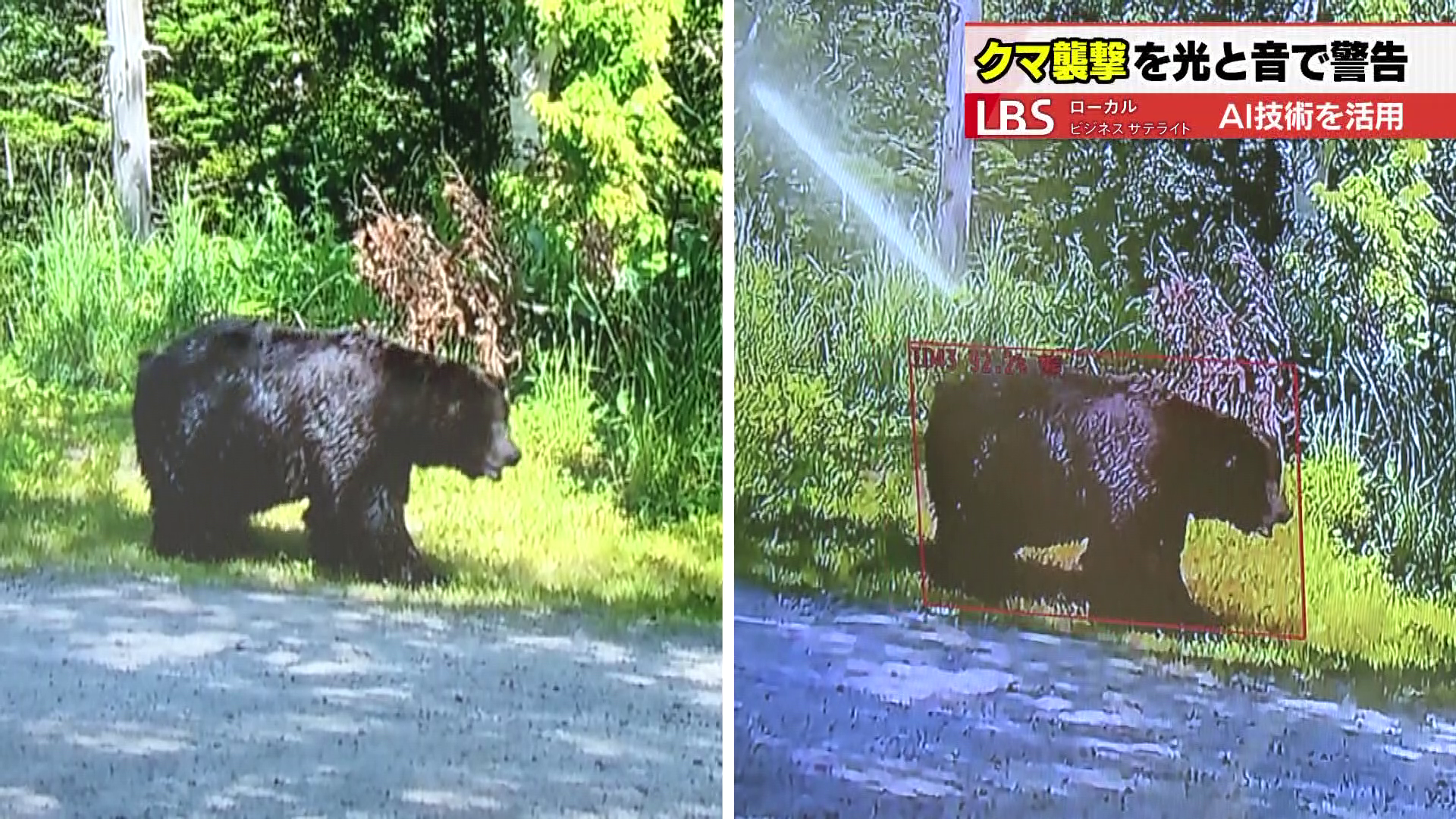 「AI熊さんカメラPro」でクマを認識