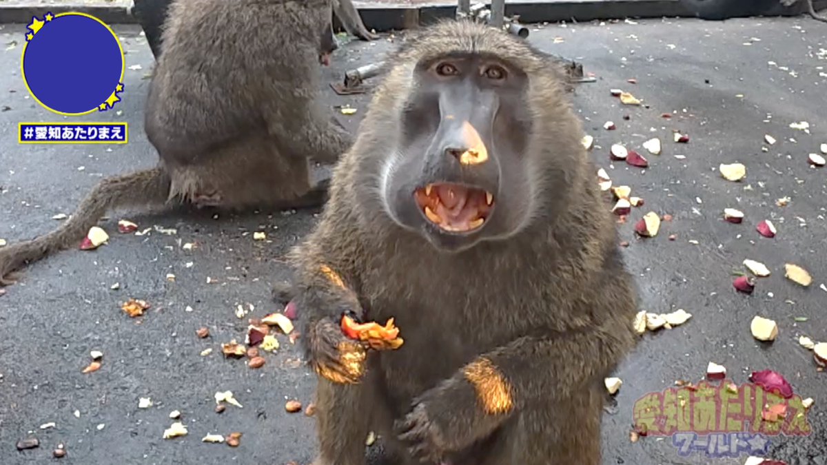 口を大きく開けて、ダイナミックなうま顔でモグモグ