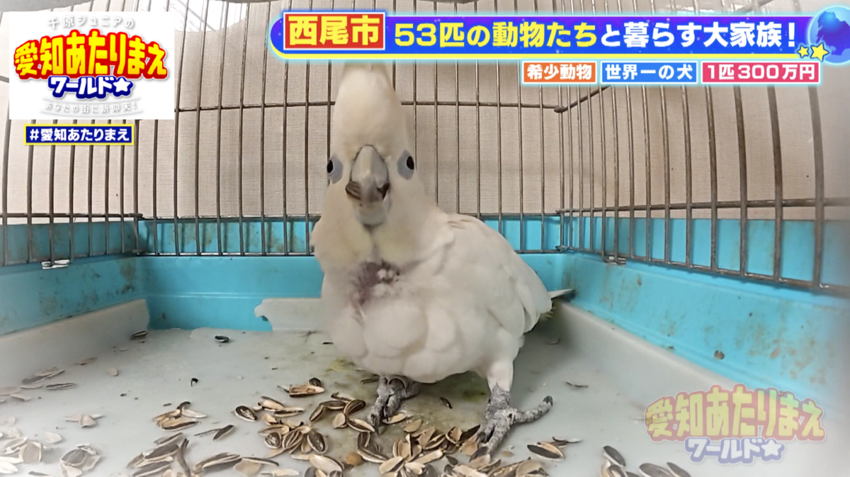 ソロモンオウム