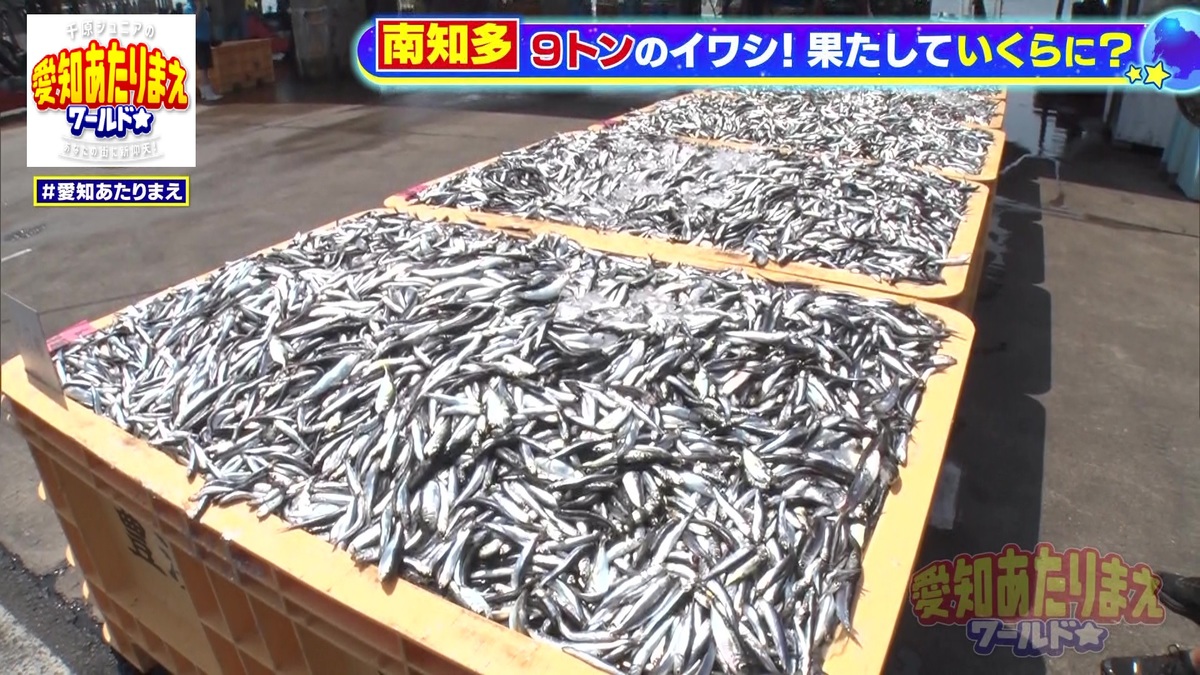 かごに入ったマイワシ