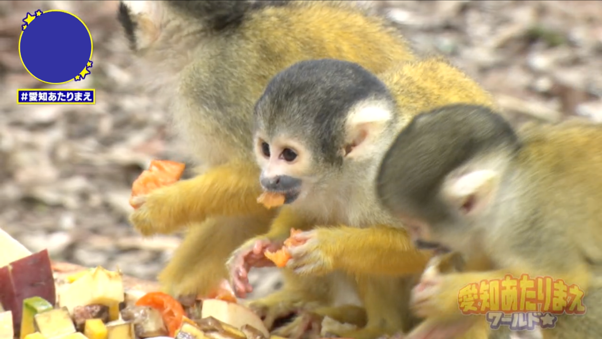 みんなでモグモグしている姿が可愛らしいボリビアリスザル