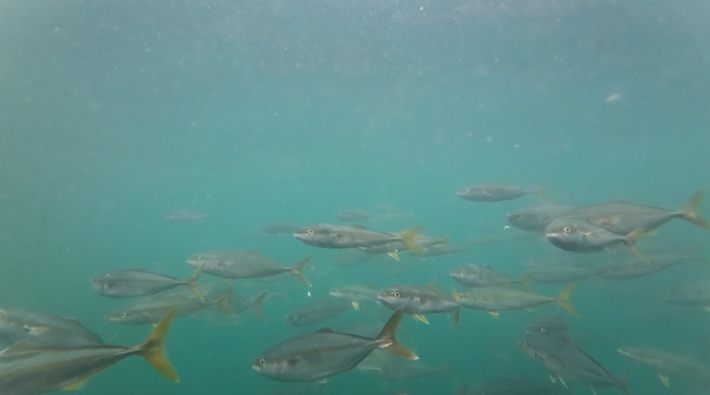 海の中を泳ぐ魚