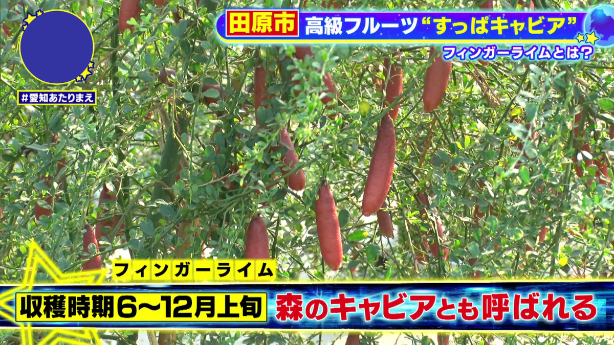 フィンガーライムはビニールハウス内で栽培