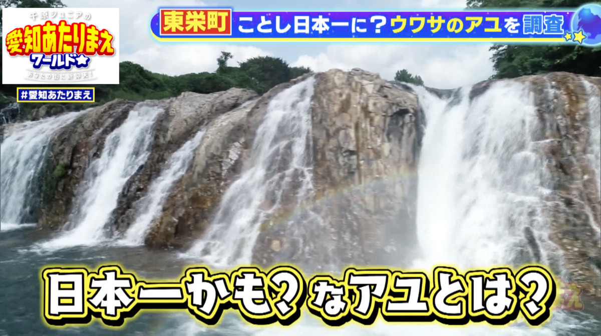 奥三河のナイアガラを育む清流で育つ、振草川のアユは日本一!?