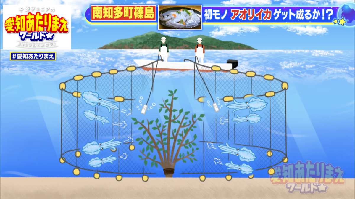 産卵に来たアオリイカを一気に網で捕らえる驚きの漁法