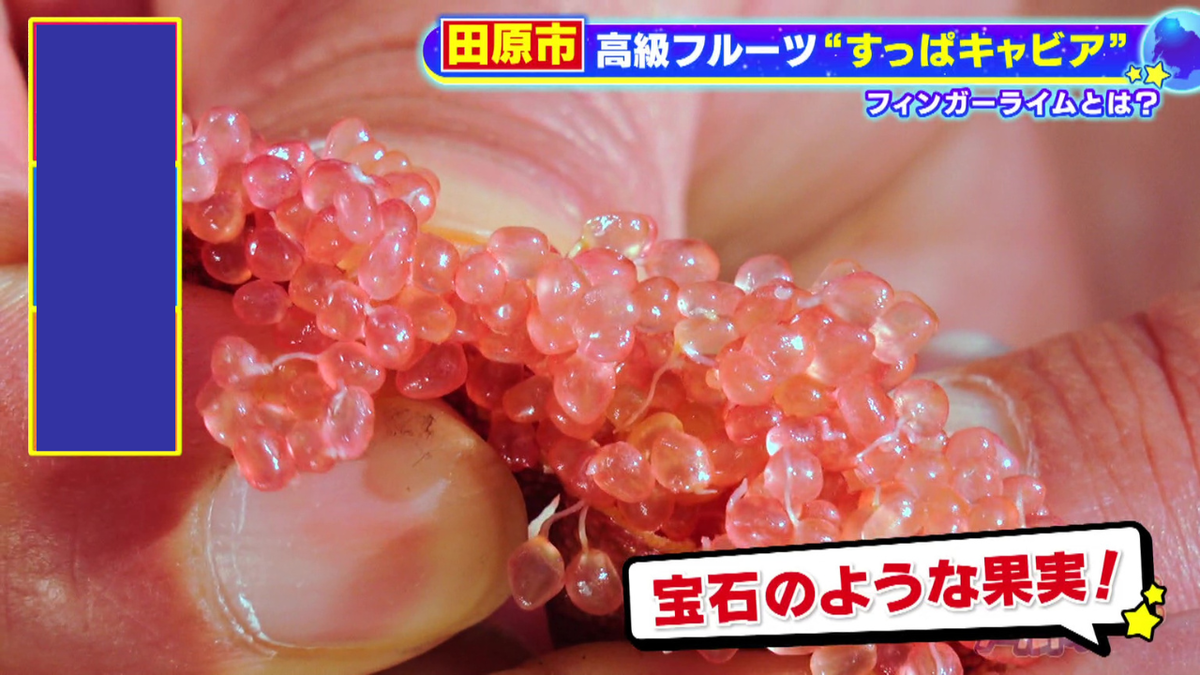 宝石のような果実がいっぱい