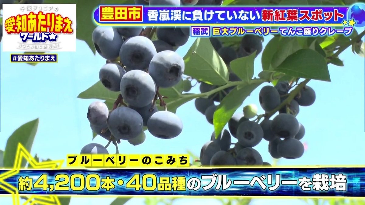 ブルーベリー農園「ブルーベリーのこみち」