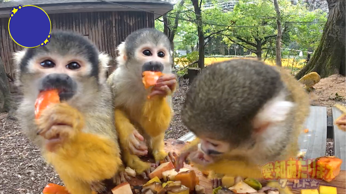 今回は日本モンキーパークで、お猿さんの可愛いうま顔をご紹介