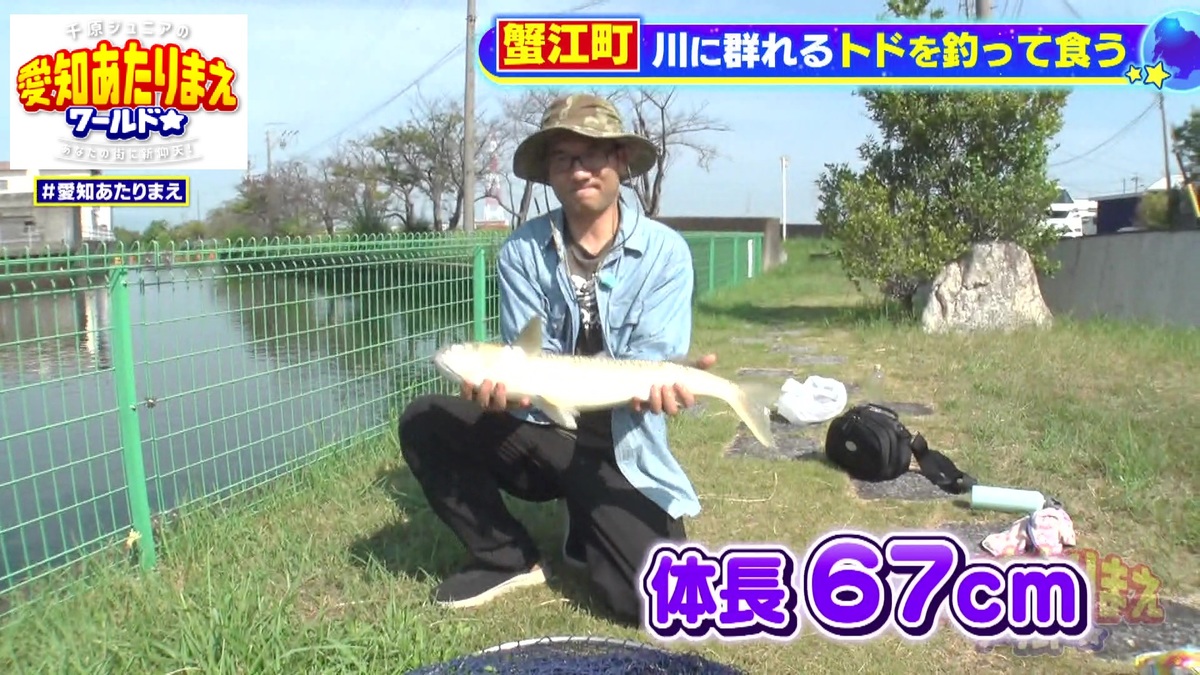 養殖のボラが巨大化