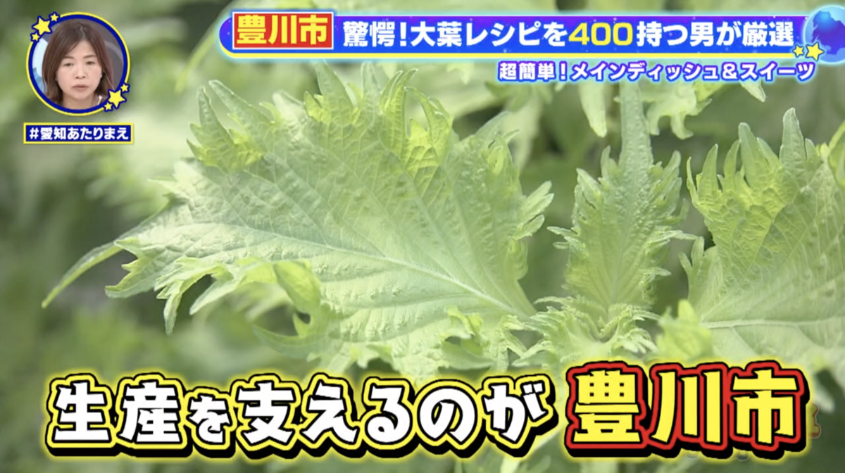 全国トップの産地である豊川市で、365日大葉を食べる大葉ボーイを取材