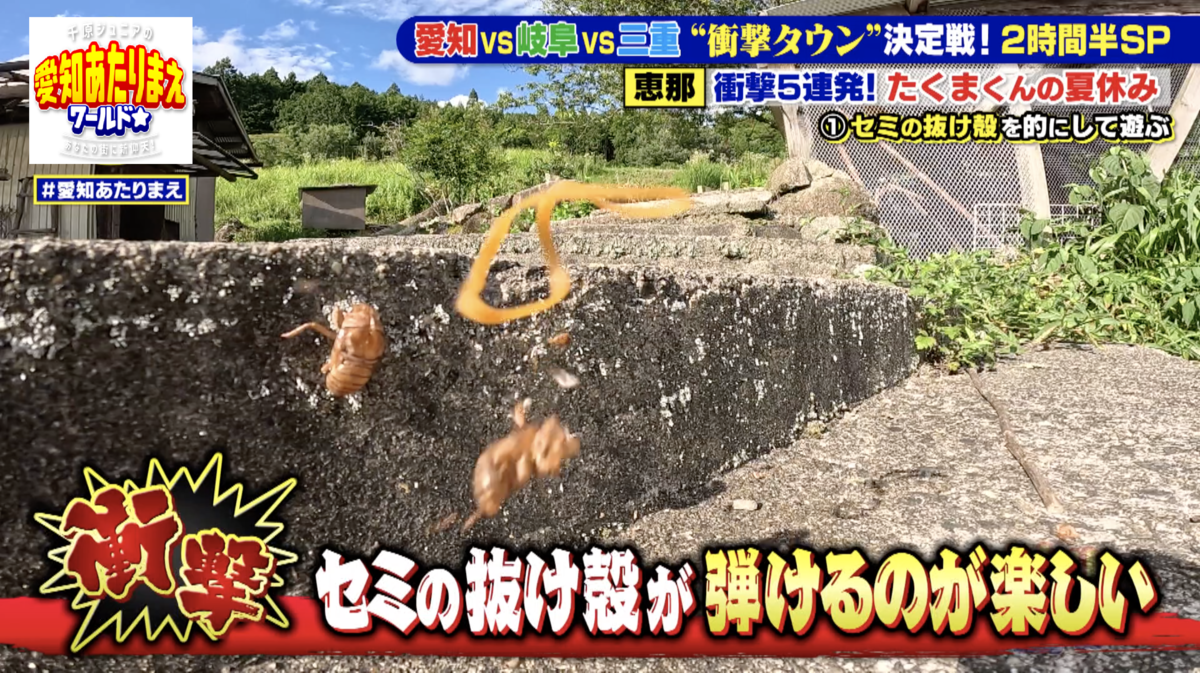 セミの抜け殻に見事命中したら、最高に楽しい！