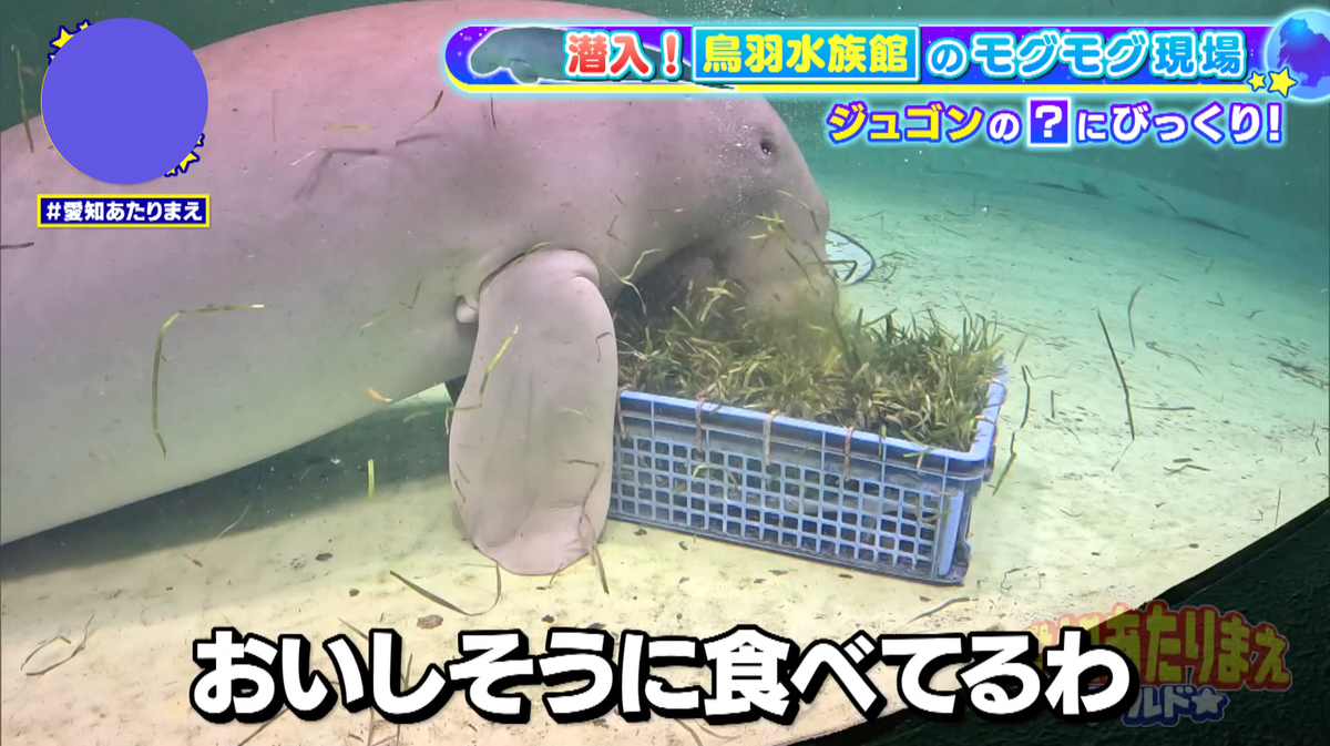 鼻を近づけて、ダイナミックに食べる姿に注目