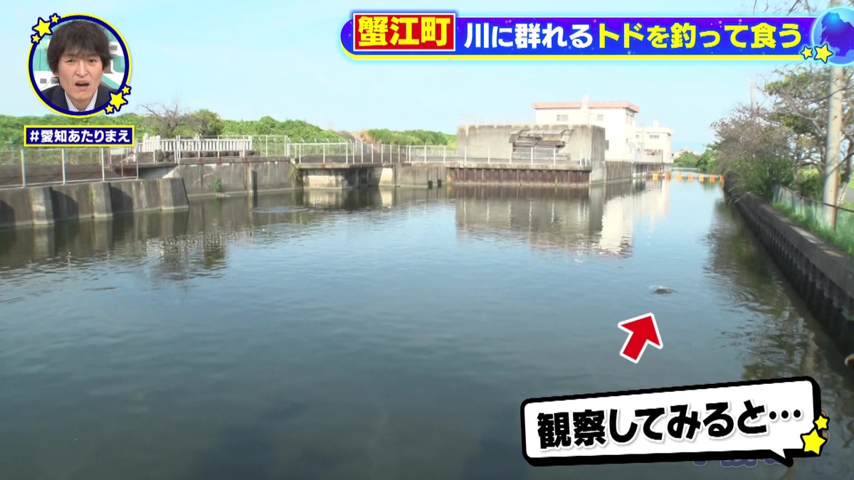 街中を流れる川を観察