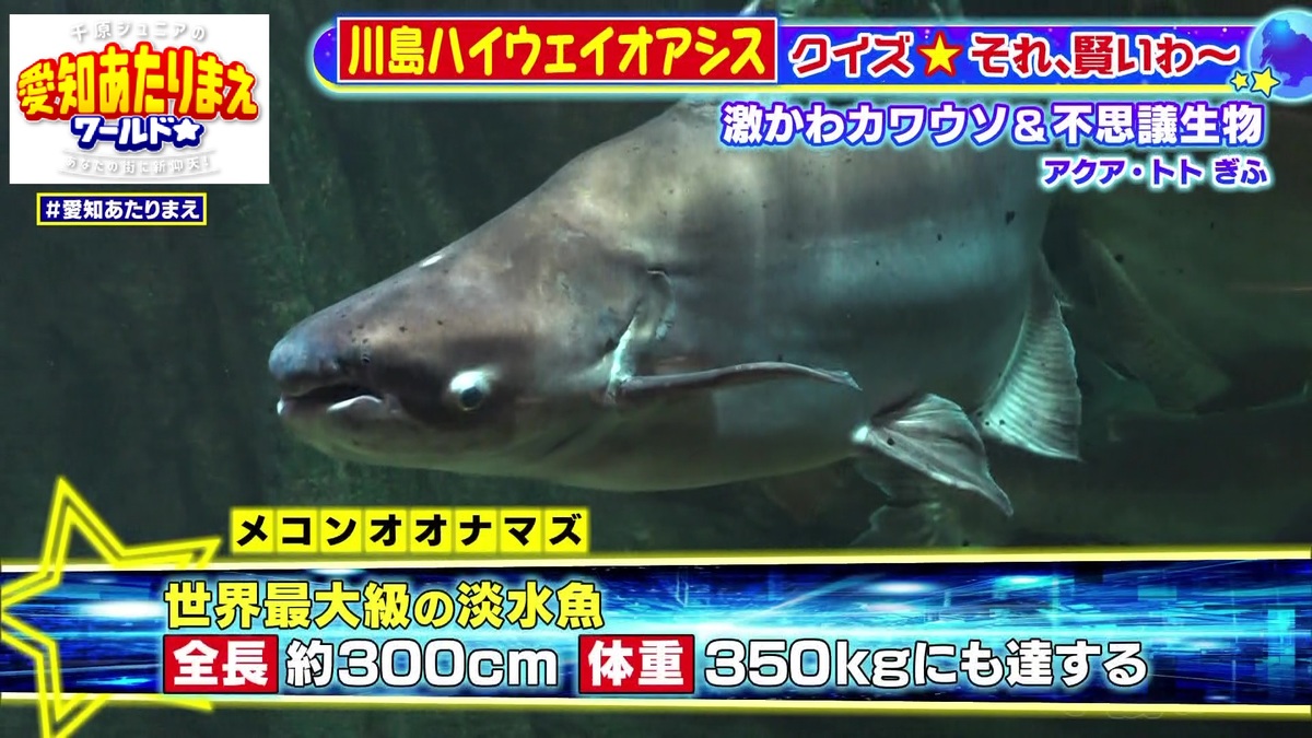 世界最大級の淡水魚「メコンオオナマズ」も飼育