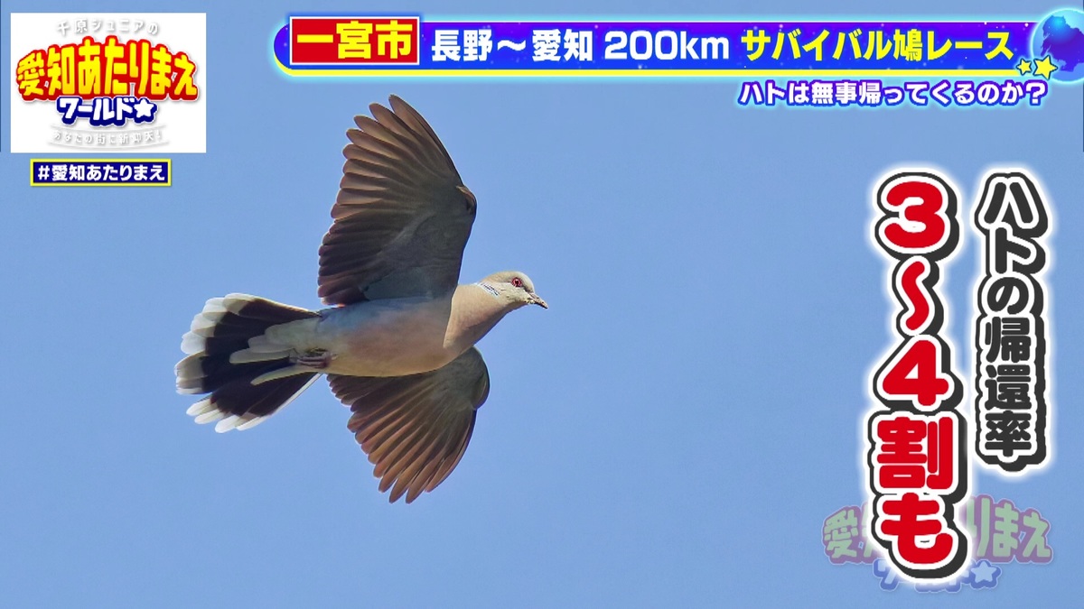 ハトのサバイバルレースの様子