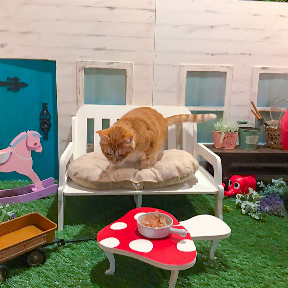 椅子の上に猫が座っていて、テーブルにはお節が置かれている