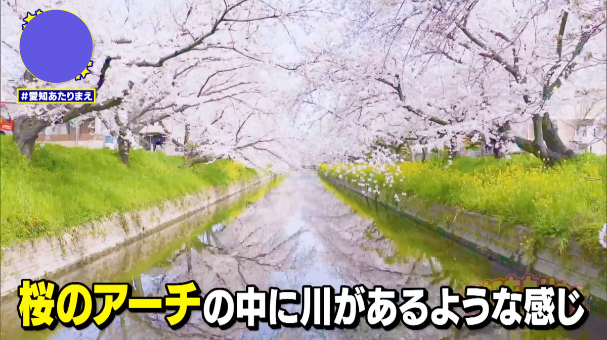 のんぼり洗いの担い手ならでは、川の中央から望む桜の特等席