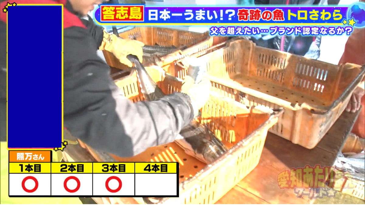 照万さんの釣ったサワラは、なんと全てトロさわらという結果に！