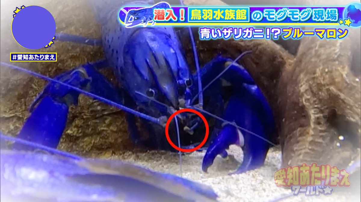 上手に小さなハサミを使いながら、優雅にお食事タイム