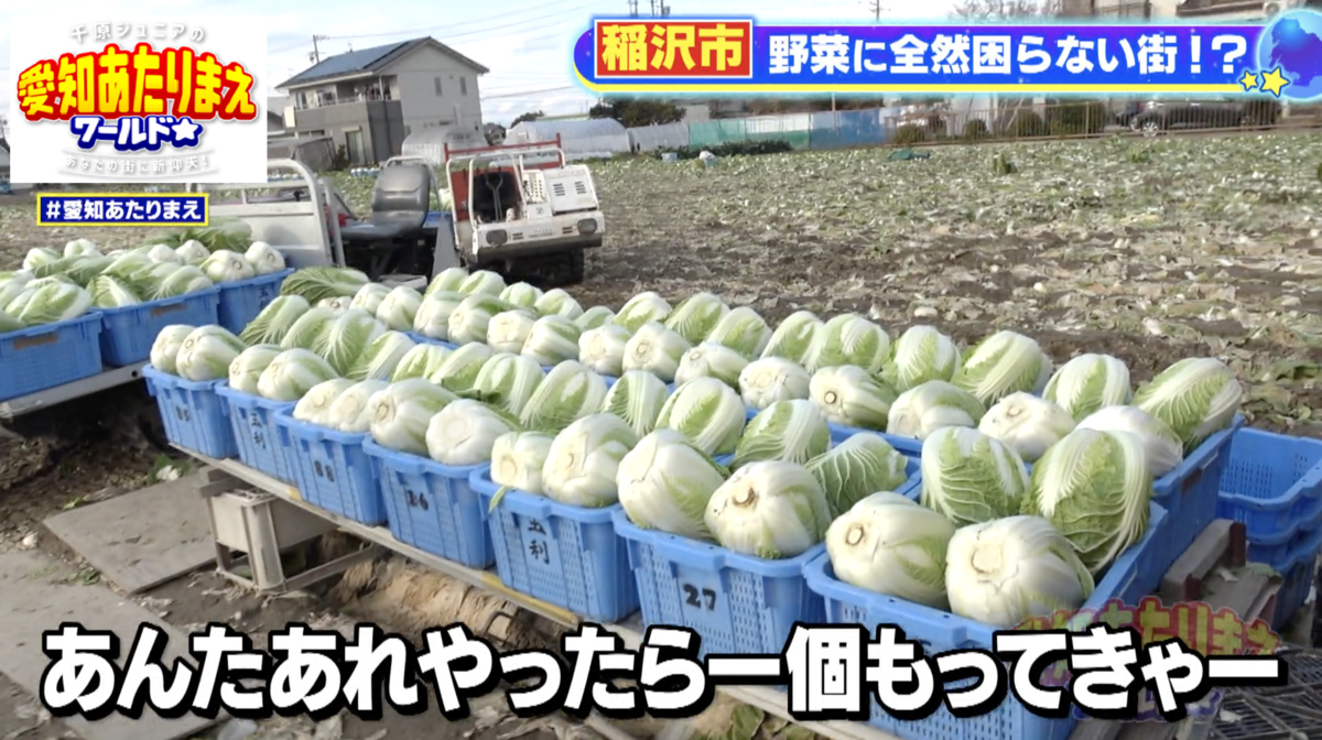 ハクサイがたくさん並ぶ様子