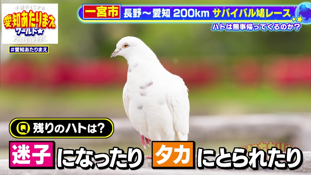 鳩舎の入口に鳩が到着すると、自動的にタイムを記録