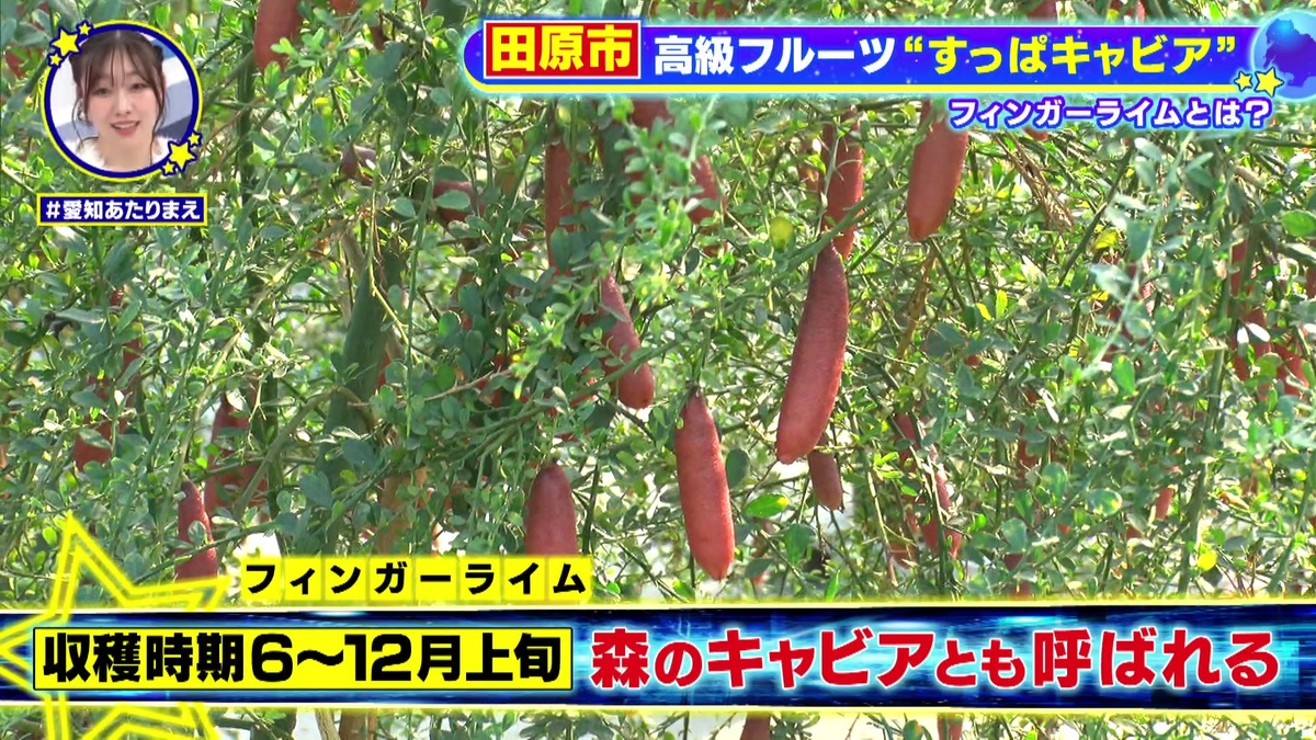 フィンガーライムはビニールハウス内で栽培