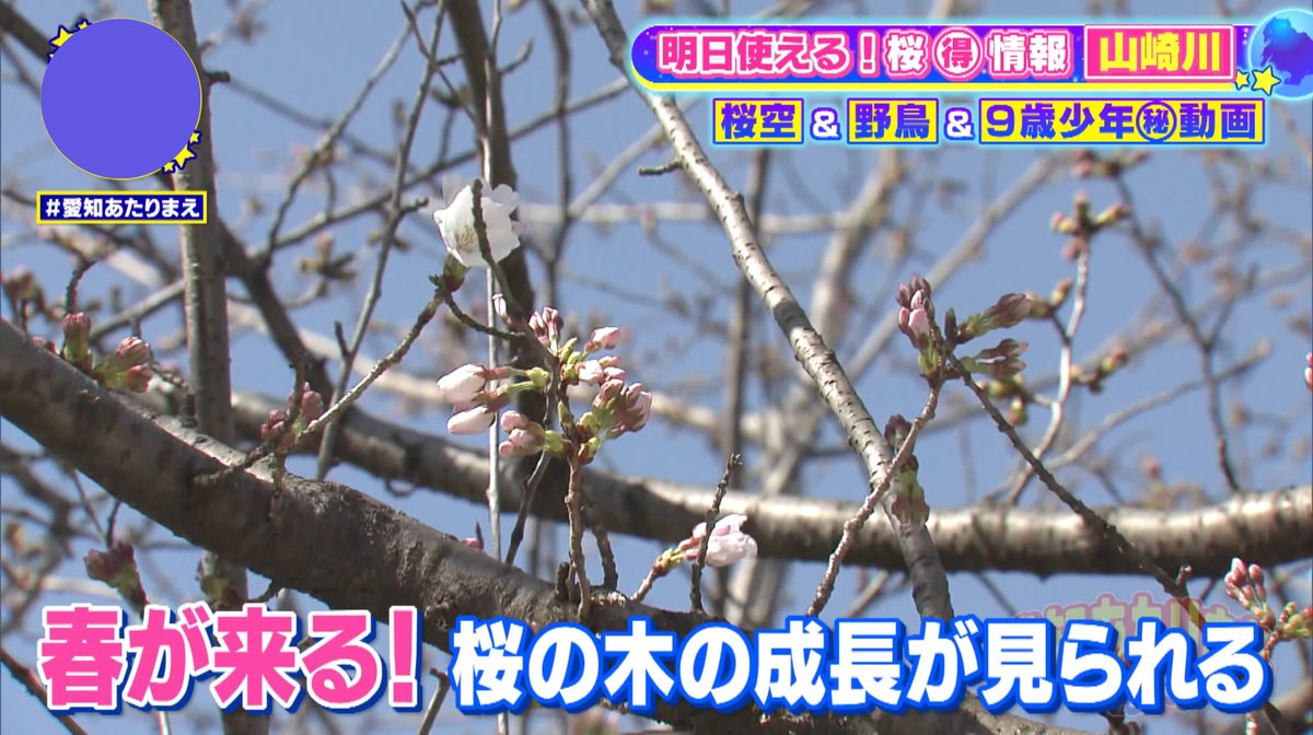 蕾が膨らんで開花し、散っていくまで毎日の変化を楽しめる