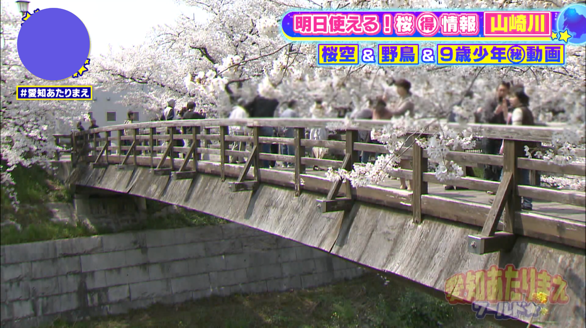 桜に包み込まれるようなロケーションの「かなえこはし」