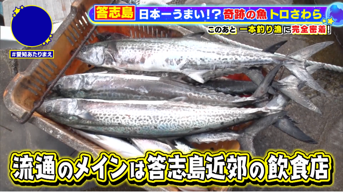 答志島近海で味わう、知る人ぞ知る「トロさわら」