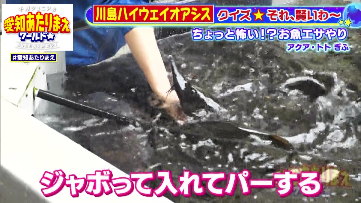 水槽の中に手を入れて直接エサやり