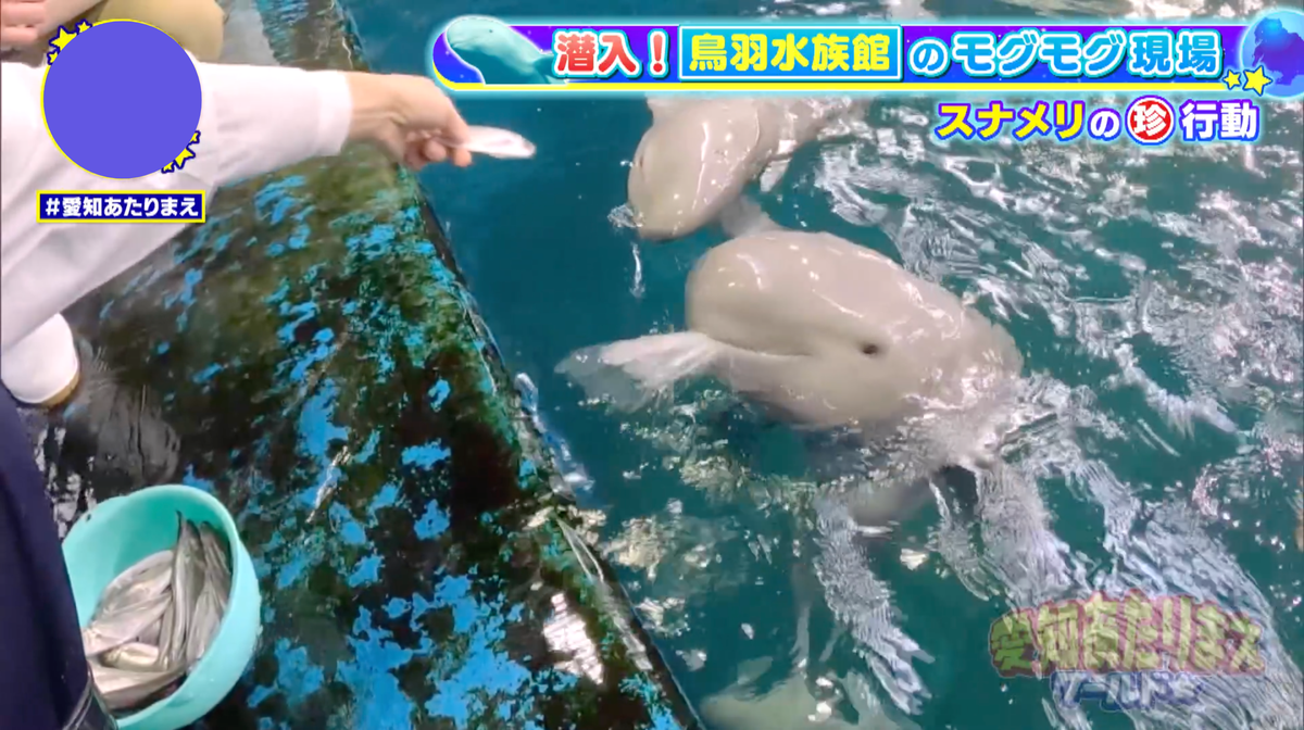 エサが欲しいときは、水鉄砲で猛アピール！