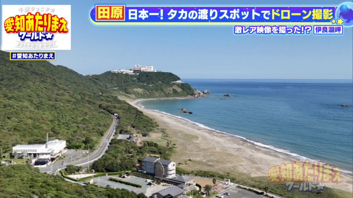 ドローン撮影で捉えたのは、タカではなくトビだった