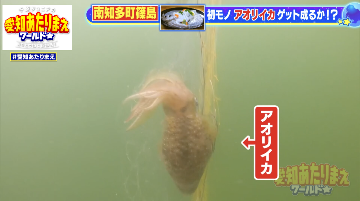 2つ目のポイントで巨大なアオリイカの初モノをゲット