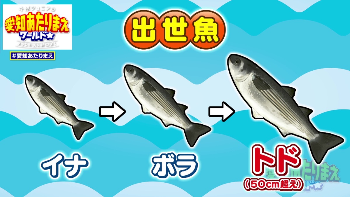 50センチ超えのボラが「トド」