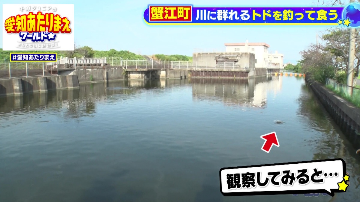 佐屋川で魚が泳いでいる様子