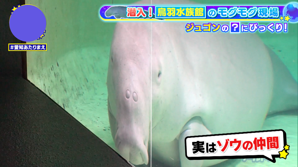 実はゾウの仲間！世界でも飼育はとてもレア